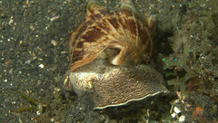 Cymbiola vespertilio