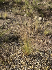 Eragrostis lehmanniana