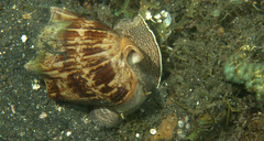 Cymbiola vespertilio