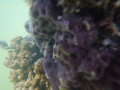 Eudistoma hepaticum