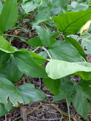 Syngonium