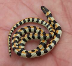 Homoroselaps lacteus