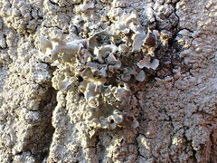 Parmotrema austrosinense