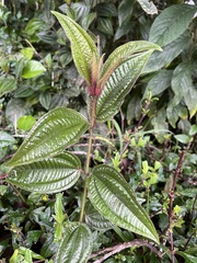 Miconia