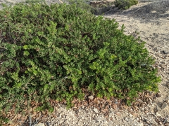 Arctostaphylos confertiflora