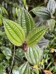 Miconia