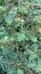 Myriophyllum aquaticum