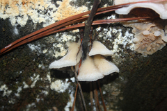 Merulius tremellosus