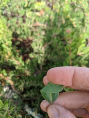 Arctostaphylos confertiflora
