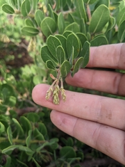 Arctostaphylos confertiflora