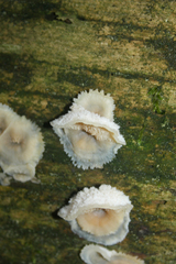 Merulius tremellosus