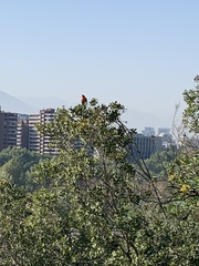 Leistes loyca