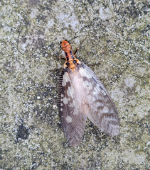 Protohermes infectus