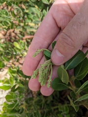 Arctostaphylos confertiflora