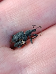 Otiorhynchus rugosostriatus