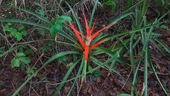 Bromelia balansae