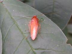 Blattodea