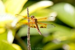 Camacinia gigantea