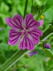 Malva sylvestris