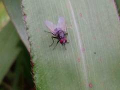 Muscidae