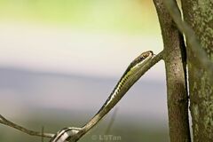 Dendrelaphis pictus