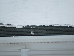 Plectrophenax nivalis