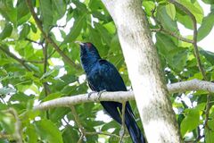 Eudynamys scolopaceus