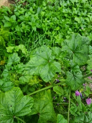 Malva sylvestris