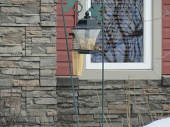 Spizelloides arborea