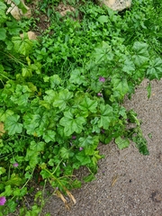 Malva sylvestris