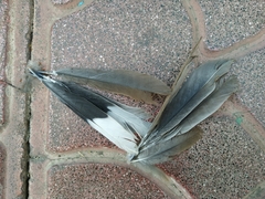 Streptopelia senegalensis