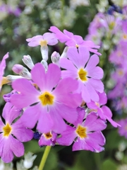 Primula malacoides