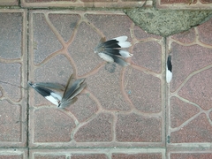 Streptopelia senegalensis