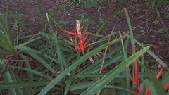 Bromelia balansae