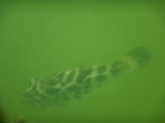 Sphoeroides testudineus