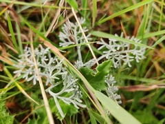 Artemisia maritima