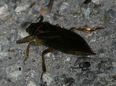 Lethocerus medius