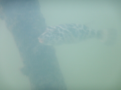 Sphoeroides testudineus