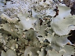 Parmotrema clavuliferum