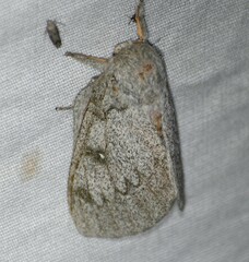 Syssphinx heiligbrodti