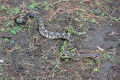 Crotalus molossus