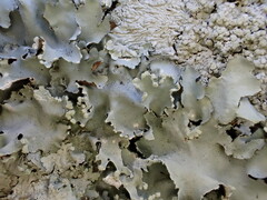 Parmotrema clavuliferum