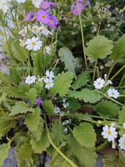 Primula malacoides