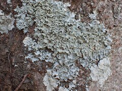 Parmotrema clavuliferum