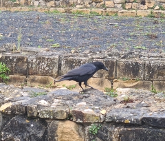 Corvus corone