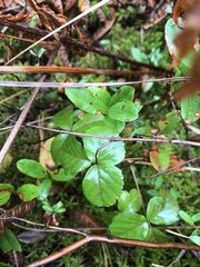 Rubus hispidus