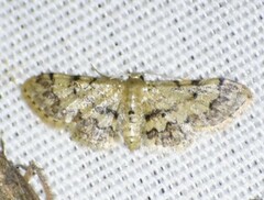 Idaea pervertipennis
