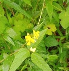 Vigna luteola