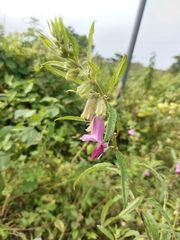 Sesamum indicum
