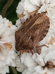 Eurygaster testudinaria